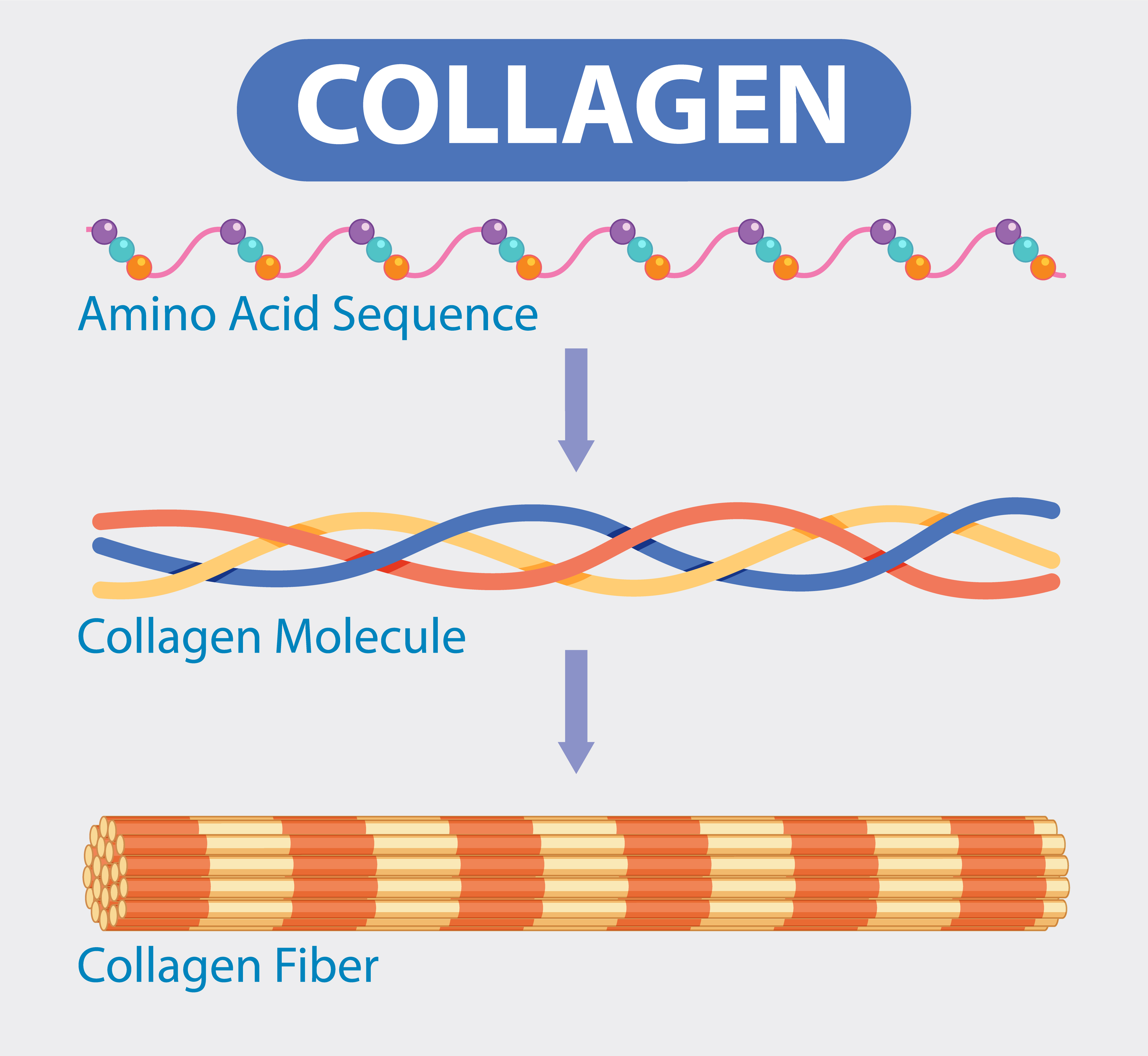 Collagen, Exercise, and Hormones: My Path to Recovery
